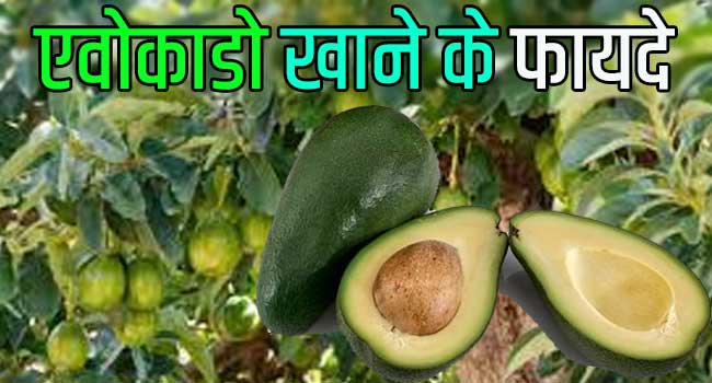 avocado meaning in hindi