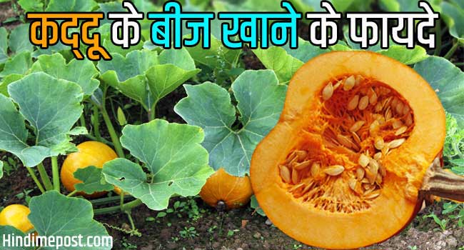 pumpkin seeds in hindi