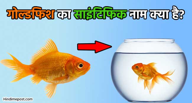 goldfish-ka-scientific-naam-kya-hai