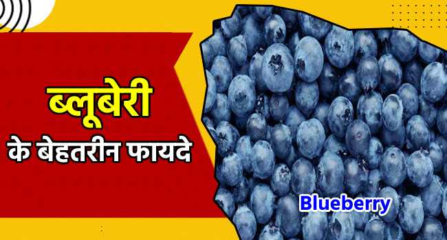 blueberry in hindi